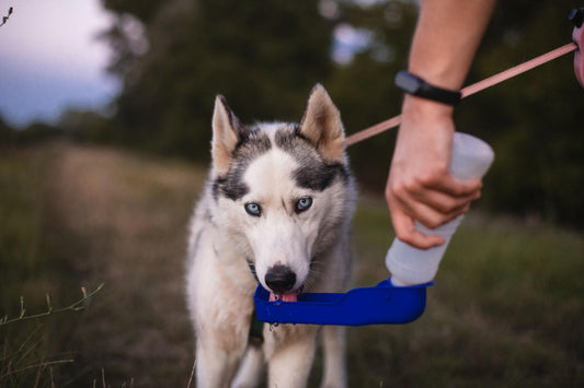 The Ultimate Guide to Outdoor &amp; Travel Essentials for Dogs and Cats