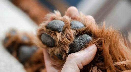 How to Clean Your Dog’s Paws After Walks (Vet-Approved Tips)
