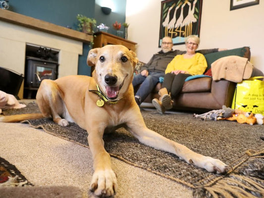 Happy dog resting on a rug at home with owners sitting on a couch in the background, showing a comfortable dog-friendly living space.