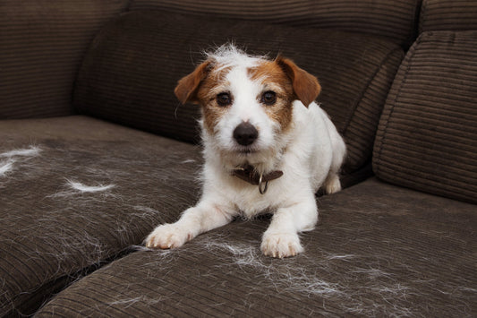 Small dog sitting on a couch covered with dog hair, illustrating common dog shedding at home.